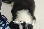 边牧缺钙的表现及补钙方法（了解边牧缺钙的症状和正确补钙方式）