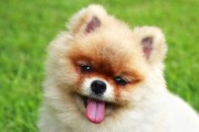 博美犬的全面饲养指南（从营养、锻炼、训练到健康，让你的博美犬过上更好的生活）