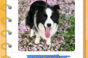 边牧成犬粮的时间及注意事项（合理饲养和适宜转换，确保边牧健康成长）
