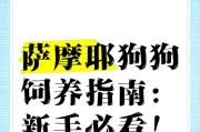《萨摩耶饲养技巧大全》（从喂养到训练，全面解读如何照顾好你的萨摩耶宠物）