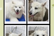 如何正确饲养萨摩犬？（喂食6大忌你犯了几个？）