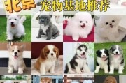 阿拉斯加（探索阿拉斯加短毛犬的迷人魅力）