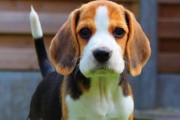 比格猎犬饲养指南（让您的比格猎犬快乐健康成长）
