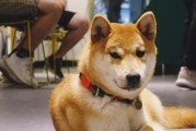 如何科学地养护你的柴犬（柴犬饲养全攻略——健康、快乐、幸福）