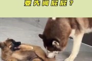 狗为何喜欢到处闻？（探索狗的嗅觉世界）