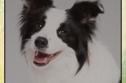 小狗不拉屎多久正常？（了解小狗排便的频率和健康指标）