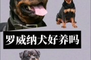 罗威纳犬（探究养犬选择的原因及罗威纳的特殊性）