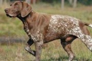 德国长毛指示犬饲养指南（如何养一只健康、快乐的德国长毛指示犬）