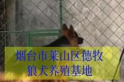 狼狗与德国牧羊犬的渊源——是同一种犬种吗？（揭开狼狗和德牧之间的关系，探寻它们的共同特点）