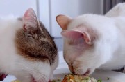如何照顾感冒的猫咪（有效的方法和关键要点）