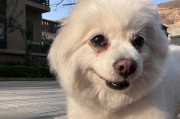 养博美经验（5年养博美心得分享，）