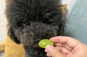 解决萨摩耶鼻子干燥问题的有效药物（选择合适的药物缓解萨摩耶鼻子干燥，提高宠物生活质量）