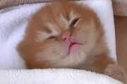小猫误食纸张的危害（纸张对小猫健康的影响及应对方法）