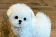 比熊犬的多彩世界（探索比熊犬的各种毛色和花纹）