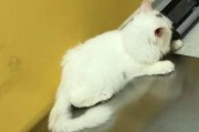探讨小猫巨食道症的原因和治疗方法（揭秘小猫巨食道症的成因与预防，探索治疗方法）