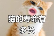 探讨猫的寿命（深入了解猫的生命长河，揭开它们长寿的秘密）