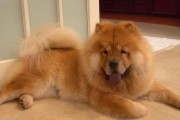 为什么松狮犬是国内受欢迎的理想宠物狗？（了解松狮犬的特点与优势，你会爱上它的。）