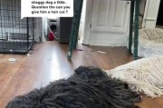 如何科学养护波利犬？（波利犬的特点及饲养技巧）