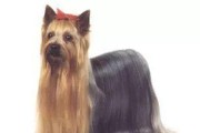 如何正确饲养波利犬？（掌握这些关键点，让您的波利犬健康快乐成长！）