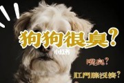 狗狗身上为何会发出难闻气味？（探究狗狗体味背后的原因及解决方法）