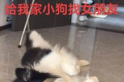 边牧夏季不脱毛的解决方法（保持宠物健康，远离毛发困扰）