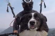 挪威猎麋犬的饲养方法（养一只忠诚可靠的伴侣）