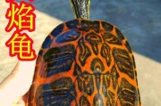 火焰龟的饲养方法（打造完美的火焰龟家园，让它健康快乐成长）