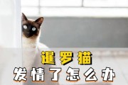 购买暹罗猫的注意事项（选择健康活泼的暹罗猫宠物，让你的生活更精彩）