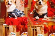如何照顾3个月大的柯基幼犬（选择适合的狗粮及照顾技巧）