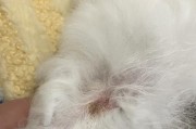 狗狗皮肤病的症状及预防方法（了解狗狗皮肤病的常见症状和有效预防方法）