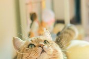 猫咪带圈要带多久？（揭开猫咪戴圈的时长之谜）