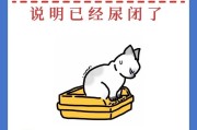 小猫排尿的时间和能力（了解小猫的排尿行为和成长特点）