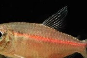 以溅水鱼为宠物的饲养方法（打造温馨家庭水族箱，让溅水鱼成为你的好伙伴）