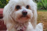西施犬价格一揽子，让您了解市场行情（揭秘以西施犬的价格区间和主要因素）
