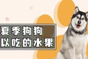 哈士奇可以吃的水果有哪些？（探索适合哈士奇食用的水果种类及注意事项）
