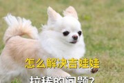 吉娃娃的饮食要点——健康菜水果（解锁吉娃娃的饮食秘笈，为宠物健康保驾护航）