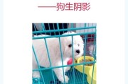 改变比熊犬坏饮食的方法及技巧（培养健康饮食习惯，让比熊犬更健康）
