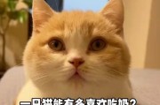 猫咪的饮食习惯及喜爱的食物（探究猫咪喜欢吃什么食物以及是否适合食用奶制品）