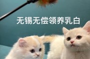 小奶猫的疫苗接种时间和注意事项（保护小奶猫免受疾病侵害的关键）