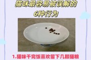 养猫必备的准备与面临的问题（养猫经验分享）