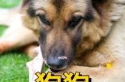 2个月小狗的饮食需求（科学的饮食搭配是幼犬健康成长的关键）