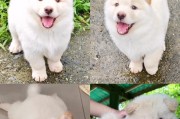 为何秋田犬养的人不多？（探寻秋田犬养育率较低的原因）