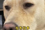 拉布拉多是否会咬人？（了解拉布拉多咬人的情况及预防措施）