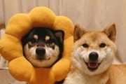 狗狗怀孕了，喂点什么才好？（为你的孕犬提供适当的营养，关注它的健康！）