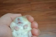 了解布丁鼠的性格与饲养要点（可爱温顺的布丁鼠和它们的饲养之道）