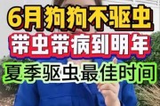 狗狗驱虫攻略——宠物健康的关键（了解驱虫周期，守护狗狗健康一生）