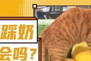探索猫咪踩奶的奥秘（为什么猫咪会踩奶？踩奶的含义是什么？）