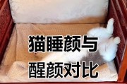 小猫的睡眠时间及其影响（揭秘小猫的睡眠周期和睡眠需求量，了解它对健康的重要性）
