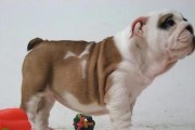 如何正确饲养法国斗牛犬？（照顾你的法国斗牛犬，使它健康快乐！）
