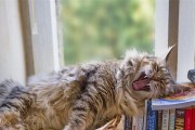 为什么猫咪的呼吸声很大？（探究猫咪呼吸声大的原因及应对方法）